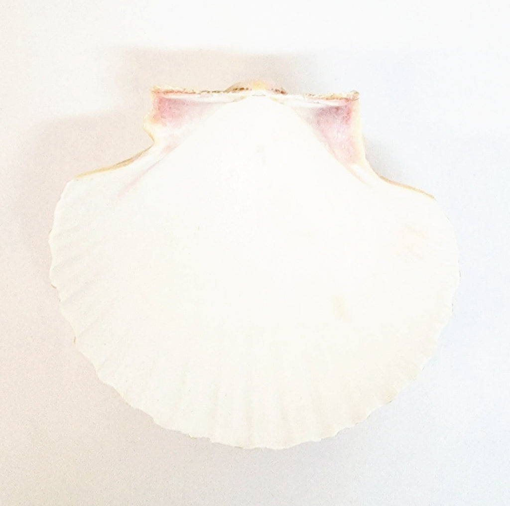Baptism Shell