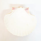 Baptism Shell