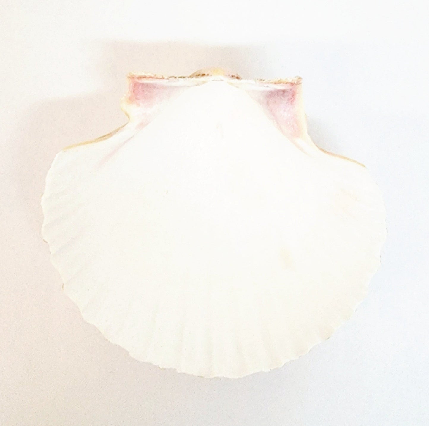 Baptism Shell
