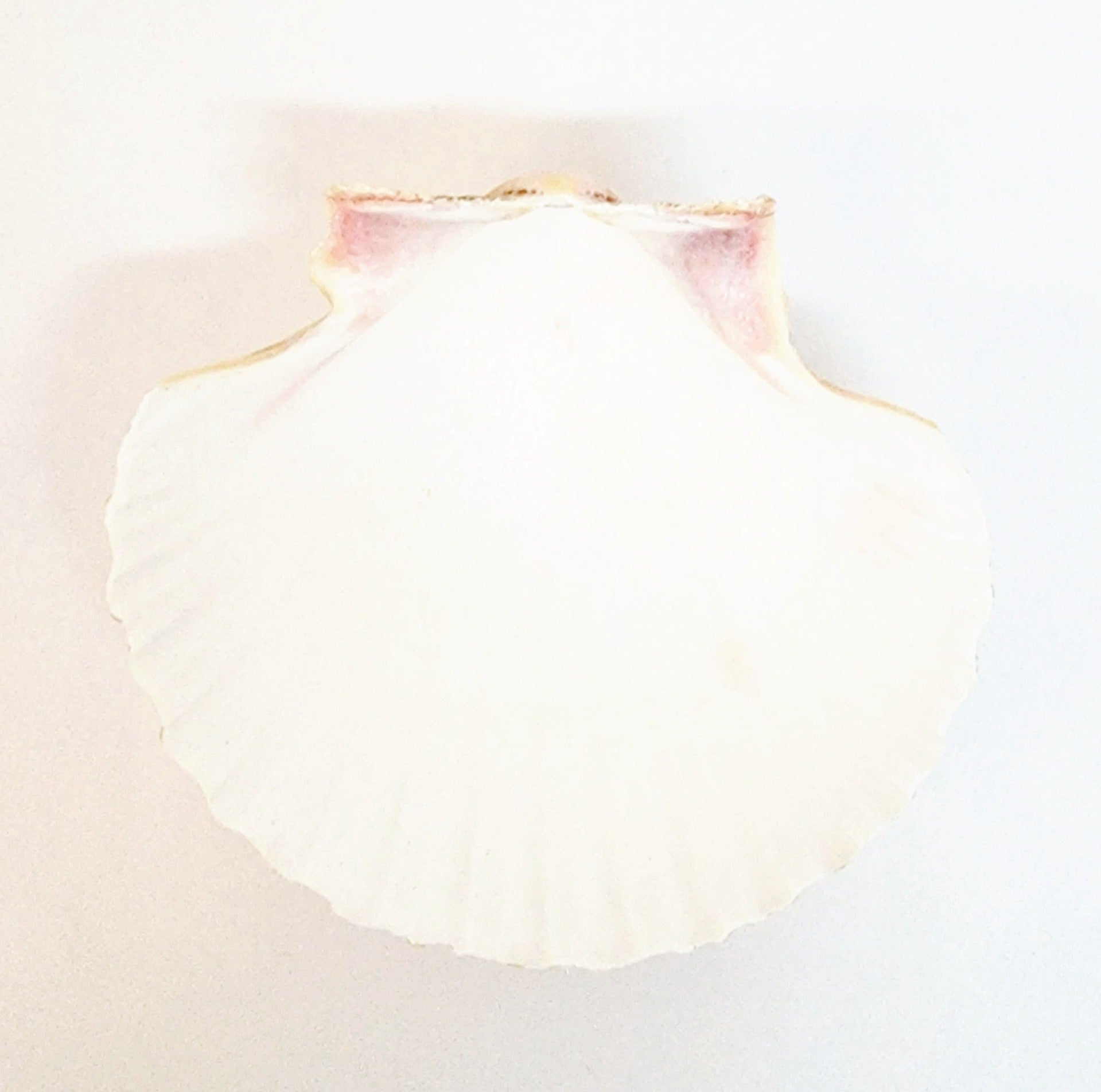 Baptism Shell
