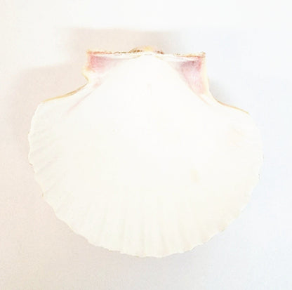 Baptism Shell