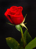 Single Rose (This item will not be shipped out)