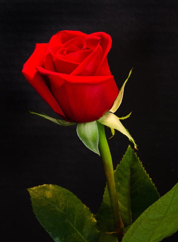 Single Rose (This item will not be shipped out)