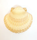 Baptism Shell
