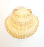 Baptism Shell