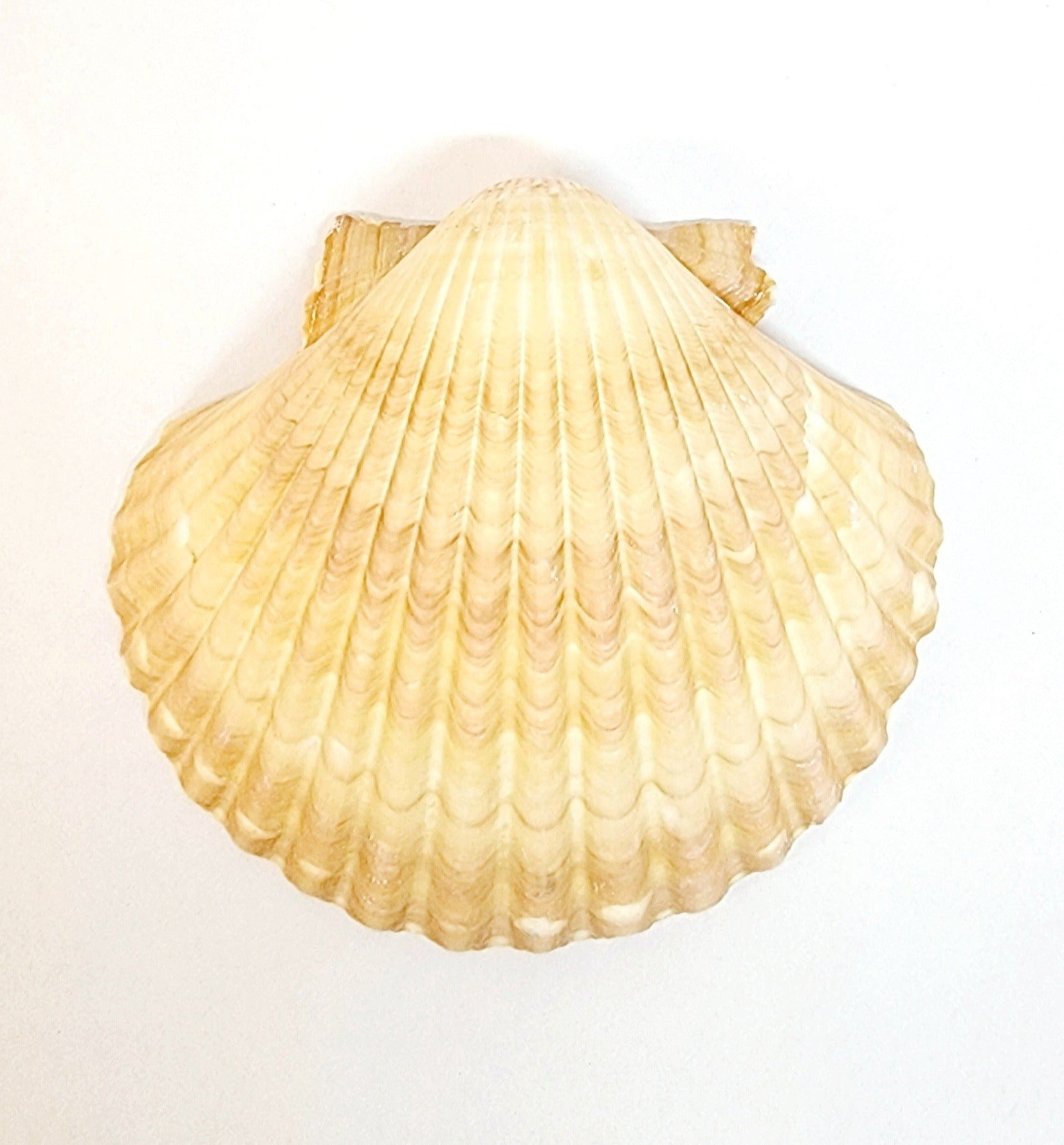 Baptism Shell